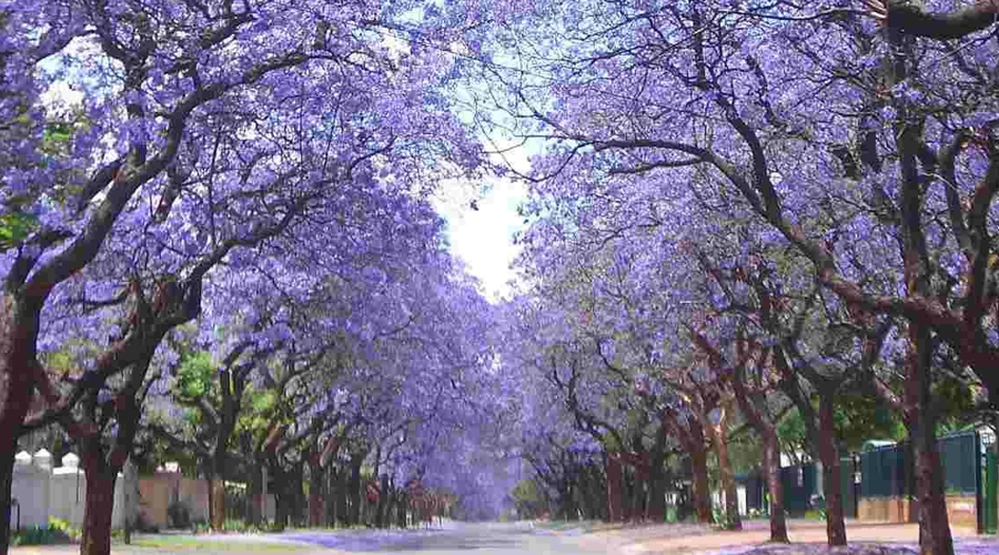 Ip roxo tem propriedades anticancer genas Instituto Ahau