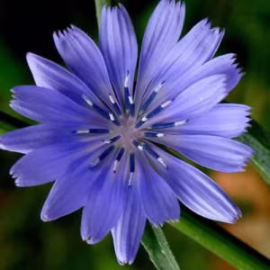 Flor de chicória com pétalas radiadas azul-periwinkle e estames azul-cobalto, representando o remédio floral Chicory para equilíbrio emocional e desapego