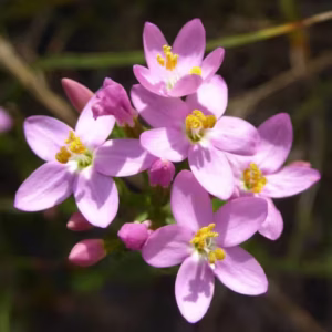 Flores de Centaury rosa-pálido com anteras douradas em inflorescência radial, representando o remédio floral Centaury para fortalecimento da vontade e assertividade