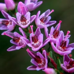 Floral Heather para carência, medo da solidão, traz conforto e bem-estar emocional