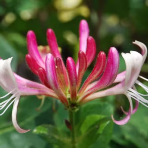 Flores de Honeysucle com pétalas brancas e botões fúcsia-magenta com estames delicados, representando o remédio floral Honeysuckle para soltar o passado e viver o presente