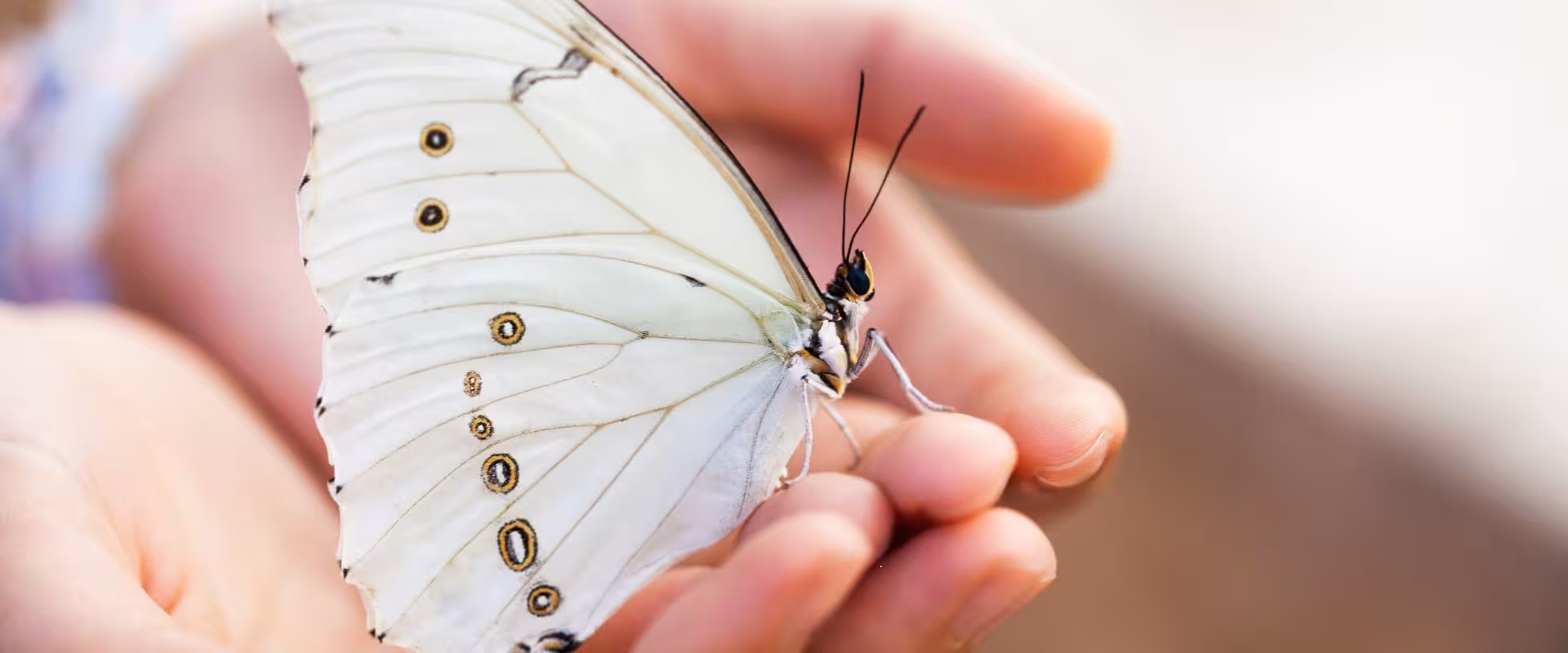 Terapeuta especializado do Instituto Ahau aplicando Terapia PSYCH-K com teste muscular e reprogramação subconsciente, demonstrando transformação de crenças limitantes, neuroplasticidade e alinhamento com propósito de vida