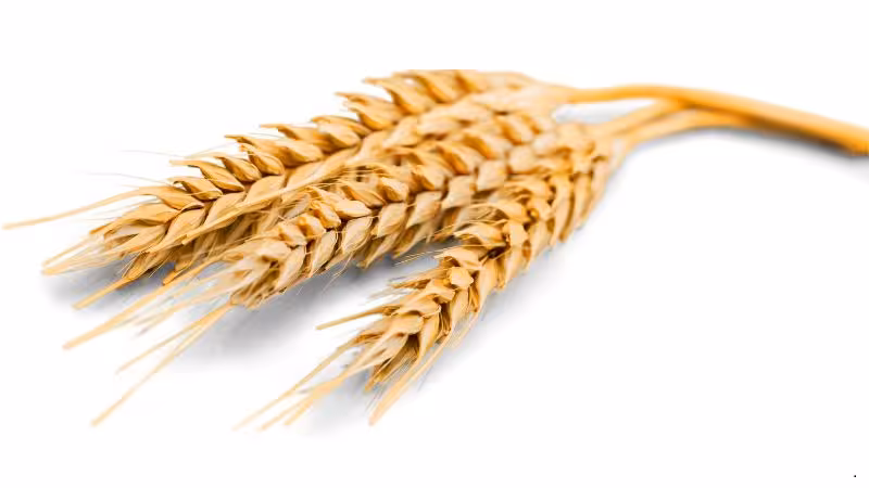 Ilustração sobre farinha de trigo e seus efeitos na saúde, associada à alimentação, digestão e equilíbrio nutricional